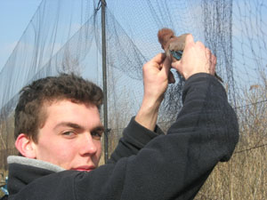 Capture d'un Geai au filet C. Defranceschi